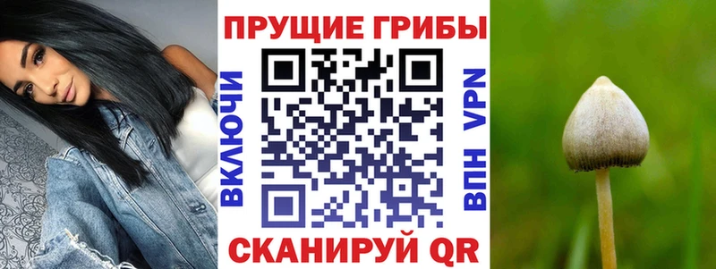 Галлюциногенные грибы Psilocybine cubensis  где продают наркотики  Киреевск 